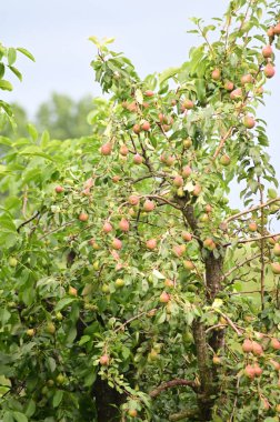 Bahçedeki bir ağaçta olgunlaşmış kırmızı armutlar. Doğal ışık dallarında mevsimsel meyveler.