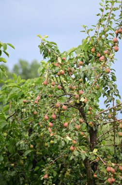 Olgun kırmızı elmalar ağaçta