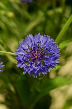 Tarlada mavi çiçek