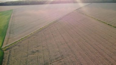 Buğday ve buğdayla tarlanın havadan görünüşü