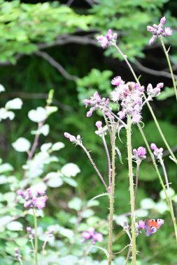Bahçedeki güzel çiçekler