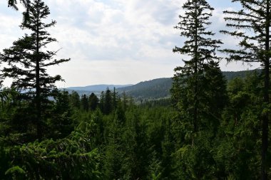 Mavi gökyüzünün altındaki ormanın güzel bir görüntüsü.