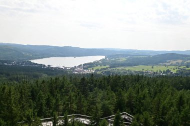 Ormanın güzel manzarası