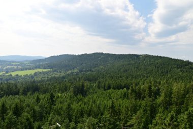 Dağlardaki yeşil orman