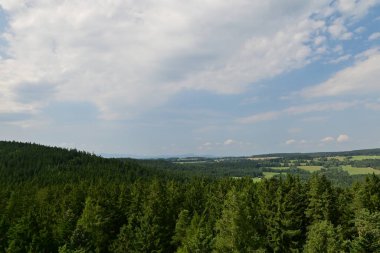 Güzel yeşil orman manzarası
