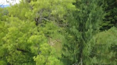 beautiful landscape with a mountain forest and a river