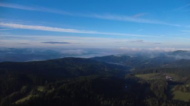 Ormanın güzel manzarası. Doğa