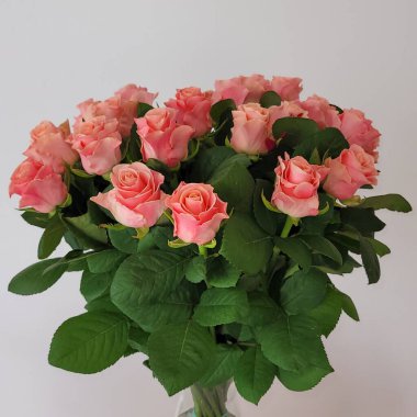 Beyaz arka planda pembe güller.