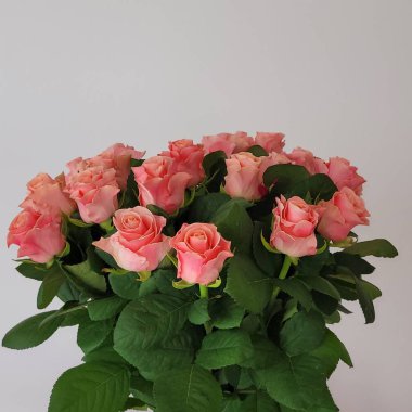 Beyaz arka planda vazoda güzel pembe güller