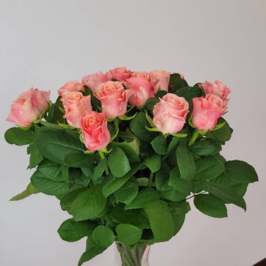 İşlemden geçirilmemiş kocaman pembe güller. kare fotoğraf