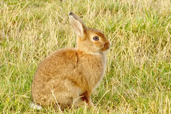 ウサギ 美しい毛皮を持つ赤い花のウサギはクリアに座って距離を調べる — ストック写真