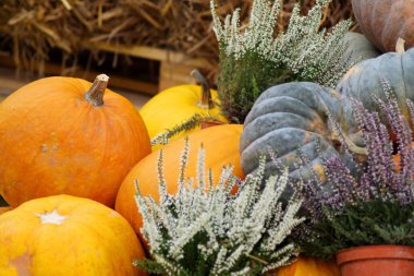 A beautiful photograph showing a close-up of the large pumpkins along with the heather bushes. Behind is a background of hay