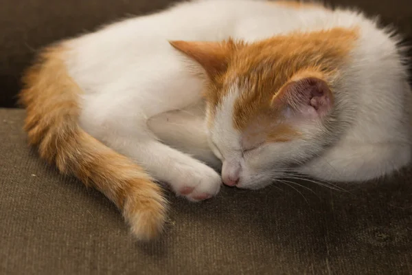 毛绒绒的白色和橙色的猫躺在旧的绿色沙发上打盹 幼猫的休闲活动 在卧室里睡觉和放松 家畜的生活主题 猫的收养和照料概念 — 图库照片