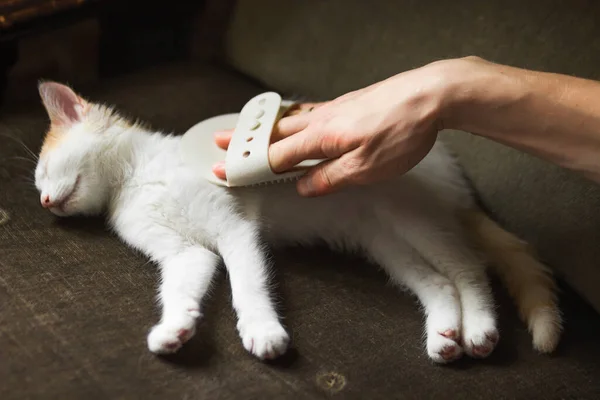 사용하여 고양이들 집에서 고무장갑으로 씨름하는 모습을 지켜본다 도구로 고양이털을 고양이와 — 스톡 사진