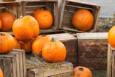 Olgun portakallı sonbahar balkabakları ahşap sepetlerde, saman balyalarında Cadılar Bayramı için çiftçi pazarında bulunur. Sonbahar mevsimsel balkabağı hasadı. Eğlenceli Cadılar Bayramı gelenekleri.