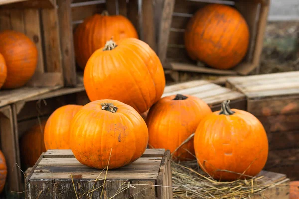 Reife Orangefarbene Herbstkürbisse Liegen Holzkörben Mit Stroh Auf Heuballen Auf — Stockfoto