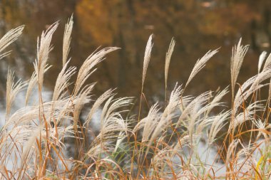 Süslü otlar, sazlıklar ya da sonbahar parkında rüzgarda savrulan bej ve kabarık kulaklı Cortaderia tüyü. Doğal arka plan. Yumuşak selloana pampa otları. Seçici odak.