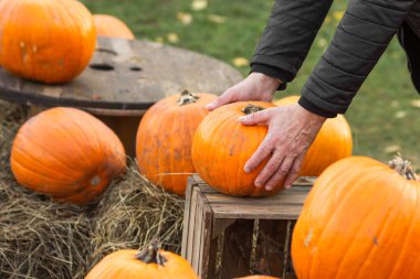 Cadılar Bayramı için çiftçi pazarından balkabağı seçen yaşlı bir adam. Son sınıfların elleri olgun turuncu balkabağını samanla birlikte tahta sepetin içinde tutuyor. Eğlence cadılar bayramı gelenekleri. Sonbahar hasadı.