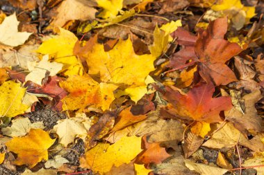 Sonbahar doğası, sarı ve zencefilli halı kaplı güneşli parkta akçaağaç yaprakları. Yerde sarı akçaağaç yaprağı var. Mevsimsel hava değişimi. Sonbahar sonu konsepti.