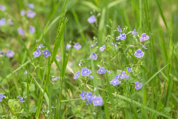 Şifalı bitki Veronika Dubravnaya, Veronika chamaedrys baharda yeşil çimlerde küçük mavi çiçeklerle çiçek açar. Seçici odaklanma. Bir sürü mavi çiçekli yaz-bahar taze çayır otları.