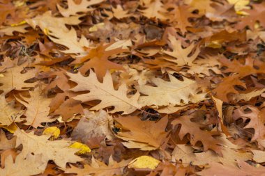 Sonbahar parkında düşen meşe yaprağı halısı. Islak zencefil ve yerde su damlaları olan sarı yapraklar. Mevsimsel hava değişimi. Sonbahar sonu konsepti. Meşe yapraklarının arka planı. 