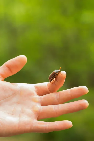 Brown Maybug Σέρνεται Ένα Δάχτυλο Του Ανθρώπου Πράσινο Φόντο Της — Φωτογραφία Αρχείου