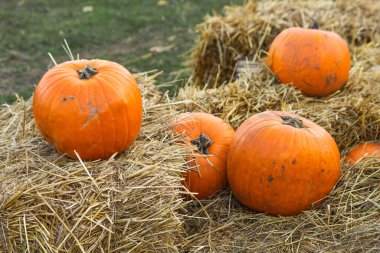 Olgun portakallı sonbahar balkabakları ahşap sepetlerde, saman balyalarında Cadılar Bayramı için çiftçi pazarında bulunur. Sonbahar mevsimsel balkabağı hasadı. Eğlenceli Cadılar Bayramı gelenekleri.