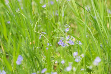 Şifalı bitki Veronika Dubravnaya, Veronika chamaedrys baharda yeşil çimlerde küçük mavi çiçeklerle çiçek açar. Seçici odaklanma. Bir sürü mavi çiçekli yaz-bahar taze çayır otları.