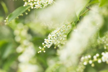 Çiçek açan kiraz ağacı, küçük beyaz çiçekli erik yaprağı. Bahar yeşilliği doğa arka planı. Seçici odaklanma. Aromatik kuş kiraz ağacı tamamen çiçek açmış. Doğada güzellik ve ekoloji kavramı.