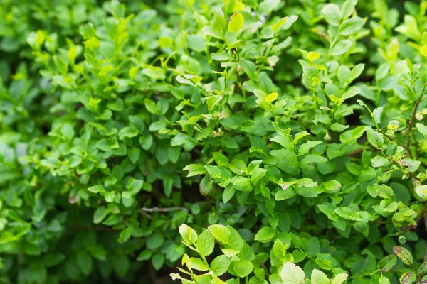 stock image Green blueberry plant leaves, wild plantation in the mountain forest. Thicket of organic bilberry bushes, beginning of summer season. Concept of farming, rural lifestyle and agriculture.