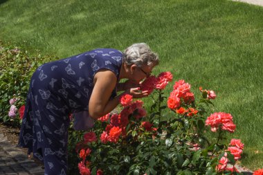 Mavi elbiseli yaşlı kadın şehir bahçesinde mercan gülünün çiçeklerini kokluyor. Yan görüş. Çiçek açan yaz parkında yaşlı bir kadın yürüyor ve dinleniyor. Etkin yaşlılar konsepti.