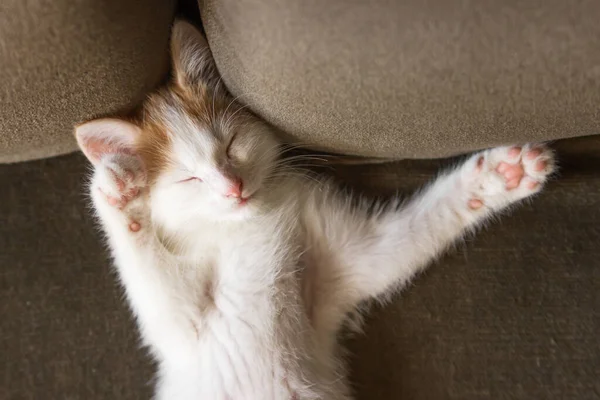 可爱的白色小猫 姜头躺在背上 睡在沙发上 小猫咪以有趣的姿势小睡一下 看起来像个人类 家庭宠物和收养的概念 家庭生活 — 图库照片