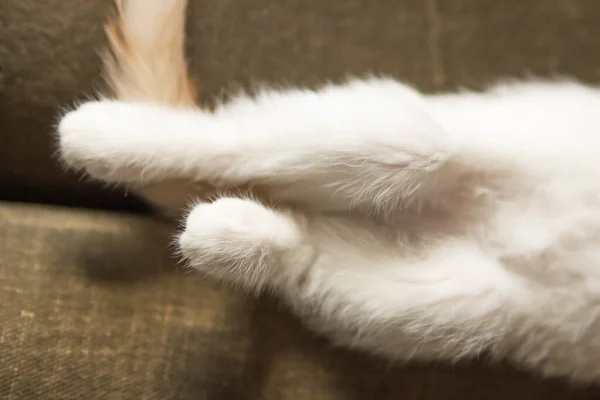 白猫的肚皮 后腿和尾巴都长在背上 小猫咪小睡一会儿 在沙发上摆出有趣的姿势睡觉 家庭宠物和收养的概念 家庭生活 — 图库照片