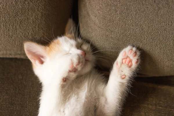 Słodki Kotek Leżący Plecach Śpiący Łapą Twarzy Młody Kot Zdrzemnął — Zdjęcie stockowe