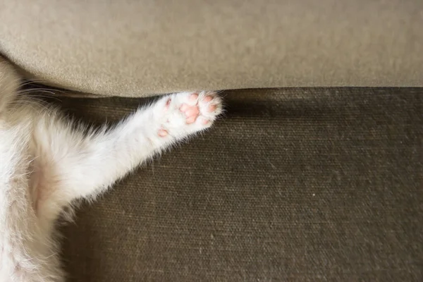 소파에 고양이의 귀여운 분홍색 발바닥을 고양이는 집에서 있습니다 — 스톡 사진
