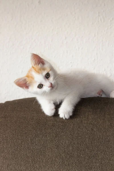 好奇的白色小猫咪 红色的头坐在沙发垫子上 看着相机 猫的休闲活动和在房子里放松 家畜和收养概念 — 图库照片