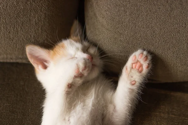 Słodki Kotek Leżący Plecach Śpiący Łapą Twarzy Młody Kot Zdrzemnął — Zdjęcie stockowe