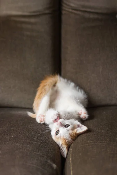 可爱的白色和生姜的小猫躺在背上 用舌头舔他的爪子 年轻的猫在沙发上倒立着 用有趣的姿势洗澡和清洁自己 家养宠物的卫生概念 — 图库照片