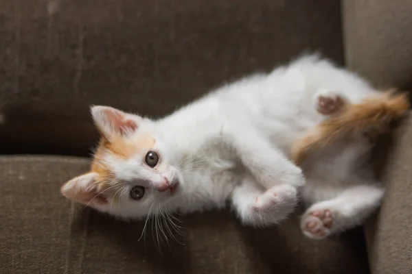 Aranyos Fehér Cica Vörös Fejjel Farokkal Hátán Pihen Játékos Fiatal — Stock Fotó