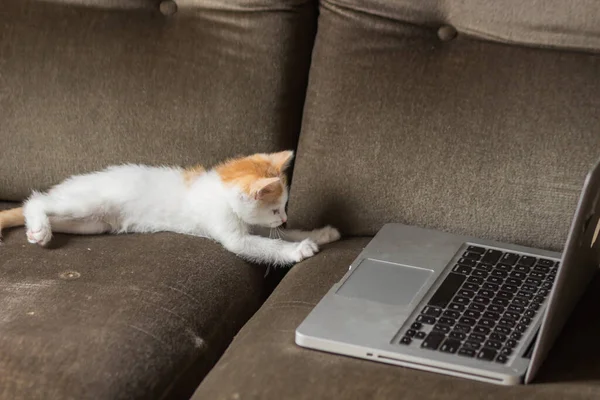 머리를 고양이가 소파에 노트북 키보드 근처에 고양이는 컴퓨터를 프리랜서 온라인 — 스톡 사진