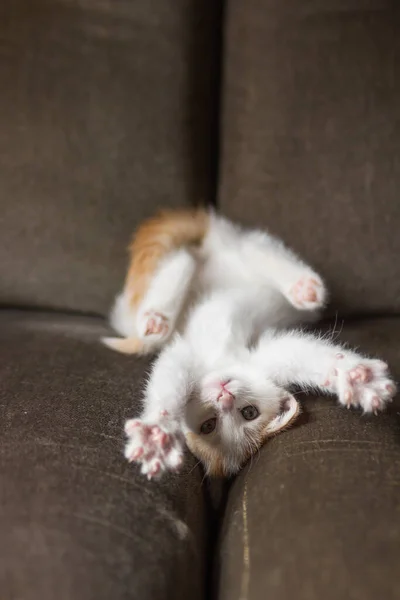 Cute Biały Rudy Kotek Leżący Plecach Wyciąga Łapy Górę Młody — Zdjęcie stockowe