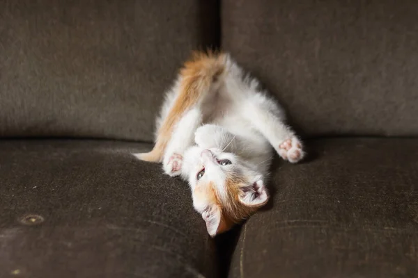 可爱的白色和生姜的小猫躺在背上 用舌头舔他的爪子 年轻的猫在沙发上倒立着 用有趣的姿势洗澡和清洁自己 家养宠物的卫生概念 — 图库照片