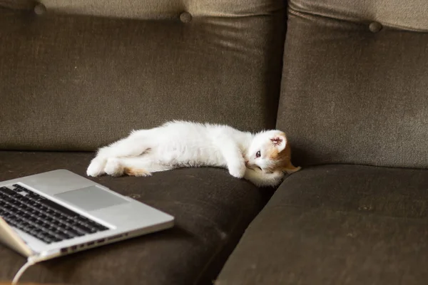 Ленивый Маленький Белый Котенок Красной Головой Лежит Рядом Клавиатурой Ноутбука — стоковое фото