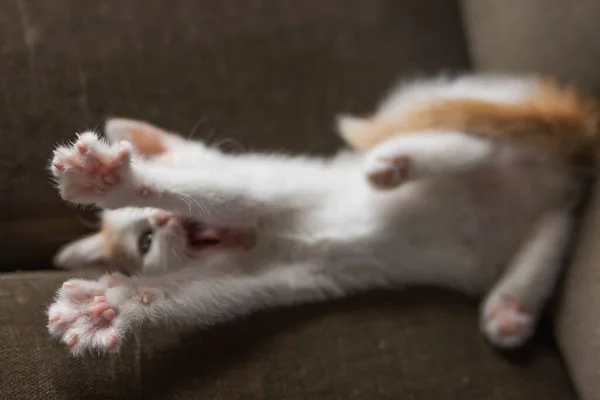 Cute White Ginger Kitten Lying Back Pulls Its Paws Close — Stock Photo, Image