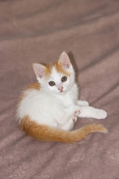 Neugierige Weiße Und Ingwer Kleine Kätzchen Liegen Auf Der Bettdecke — Stockfoto
