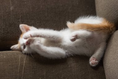 Sevimli beyaz ve kızıl kedi yavrusu sırt üstü uzanıyor ve pençesini diliyle yalıyor. Genç kedi kanepede kendini ilginç bir pozla yıkıyor ve temizliyor. Evcil hayvanın hijyen ve sağlık konsepti. 