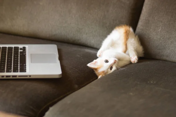 Cute white and ginger kitten resting on the back near a laptop keyboard. Playful young cat lying upside down on a couch. Concept of remote work and deadline, online education. Shopping online.