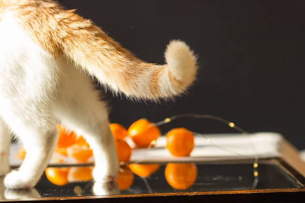 Gato Blanco Jengibre Jugando Con Cadenas Luces Frutos Mandarina Sobre —  Fotos de Stock