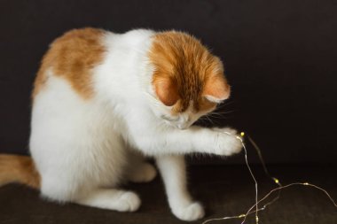 Beyaz ve kızıl kedi oturur ve siyah arka planda bir dizi ışıkla pençe oynarlar. Yeni yıl ve Noel tatili kavramı. Neşeli kedi yakala ve çelenk ışıklarını ısır..