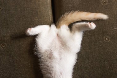 Göbek, arka bacak ve beyaz kedi yavrusu kuyruğu arkada yatıyor. Genç kedi şekerleme yapar, kanepede ilginç bir şekilde uyur. Evcil hayvanlar ve evlat edinme kavramı. Ev hayatı.